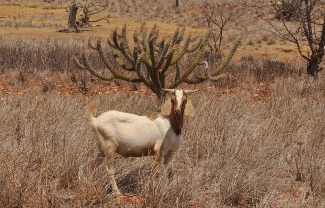 Bode na caatinga